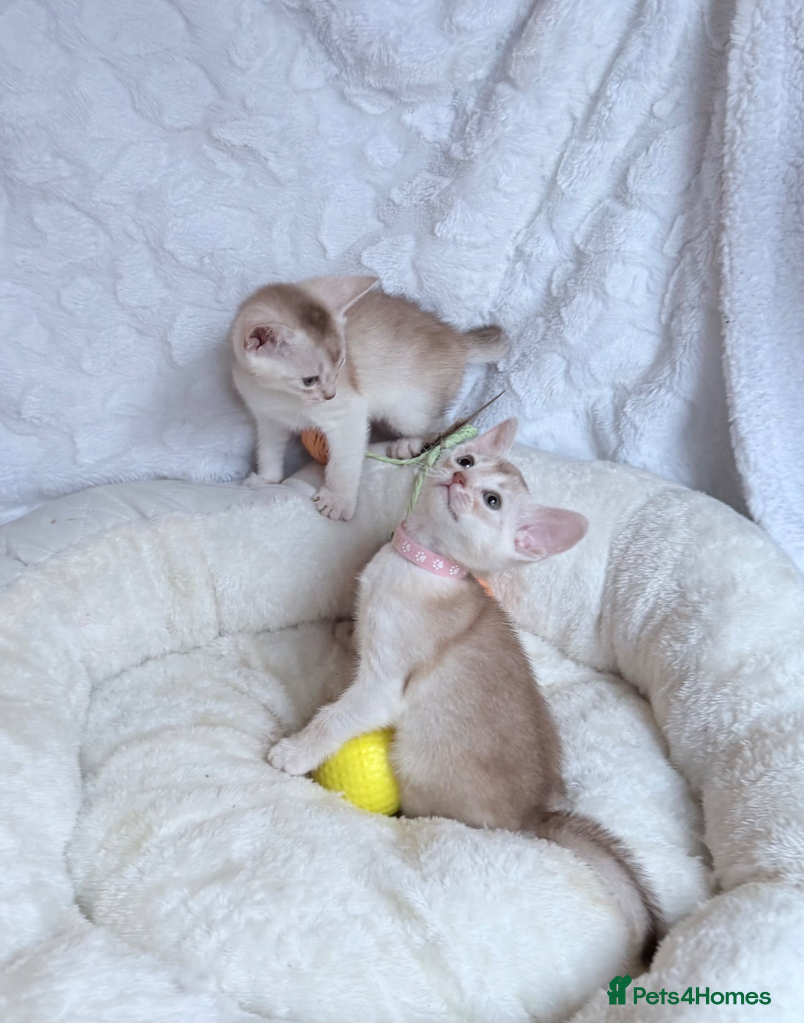 Abyssinian cats 🏆✨ Beautiful Silver Cinnamon  Abyssinian  ✨🏆❤️ - Advert 6