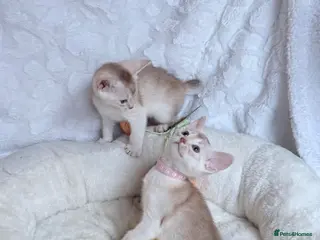 Abyssinian cats 🏆✨ Beautiful Silver Cinnamon Abyssinian ✨🏆❤️ - Advert 1