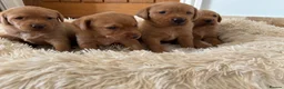 Labrador Retriever dogs for sale: Fox Red Labrador pups - Advert 10