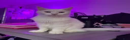 Maine Coon cats for sale: Maine coone boy - Advert 11