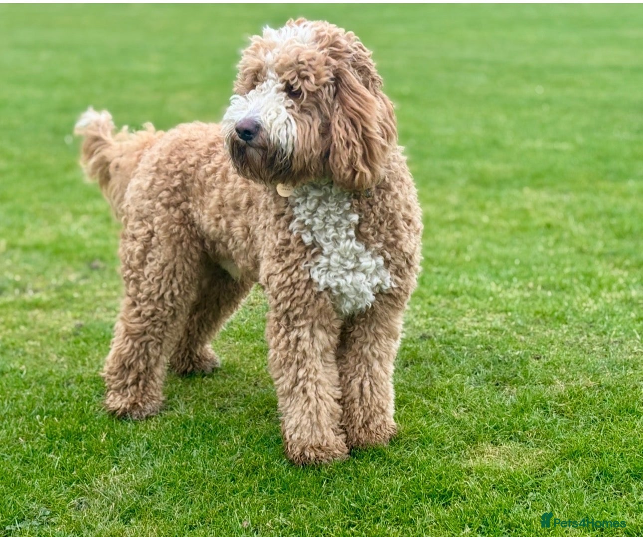 Labradoodle dogs Beautiful Boy - Looking for a 5 ⭐️ Home  - Advert 2