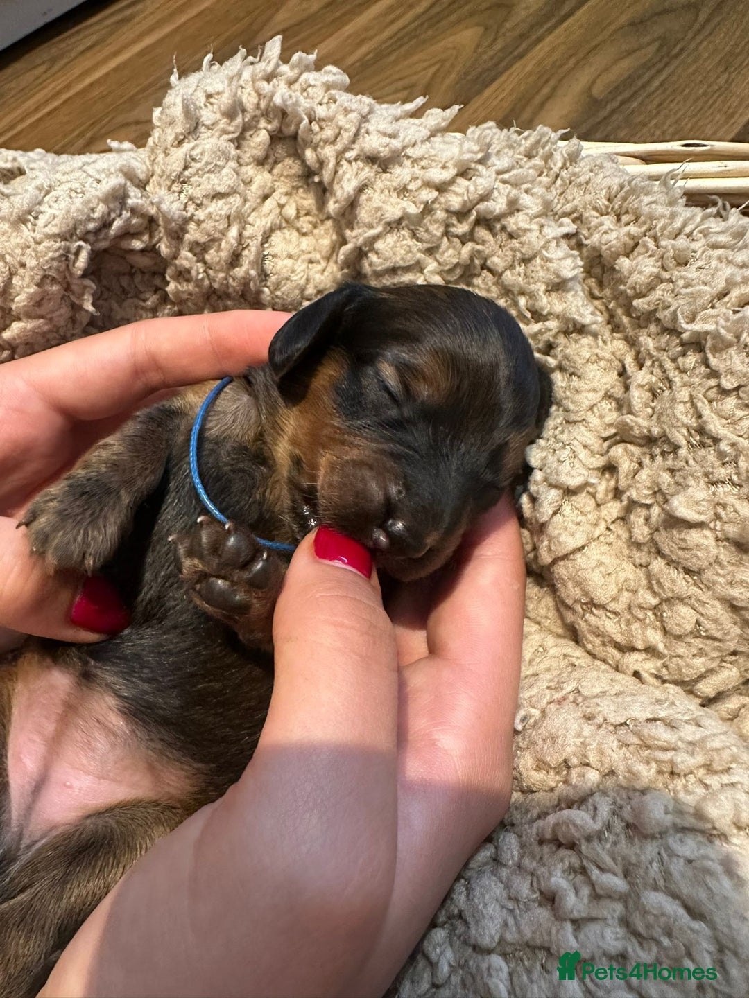 Dachshund dogs for sale: 5 beautiful long-haired Dachshunds pupps - Image 13