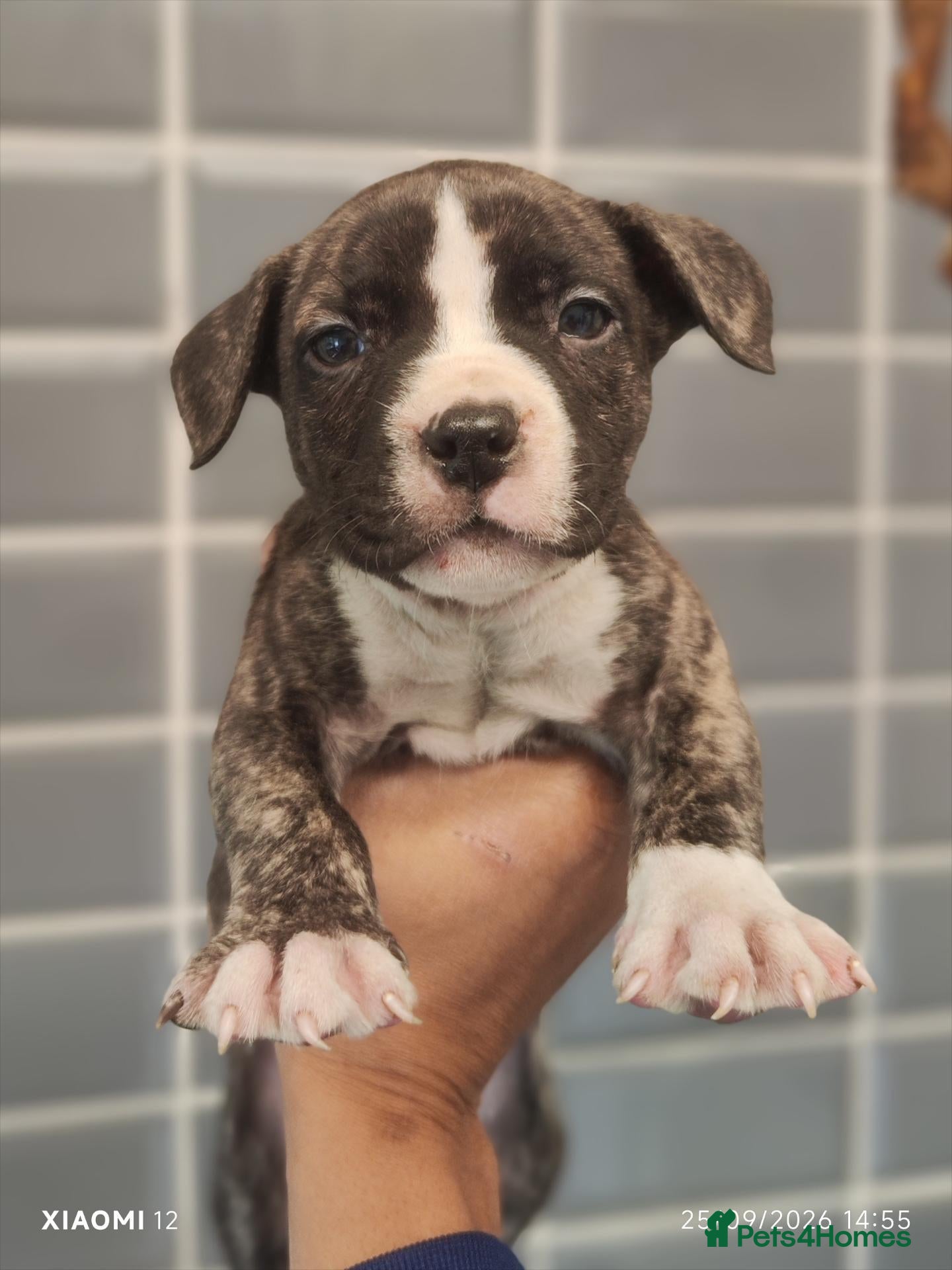 Mixed Breed dogs 2 X 7 wk old male Staffordshire bt collie mix - Advert 1