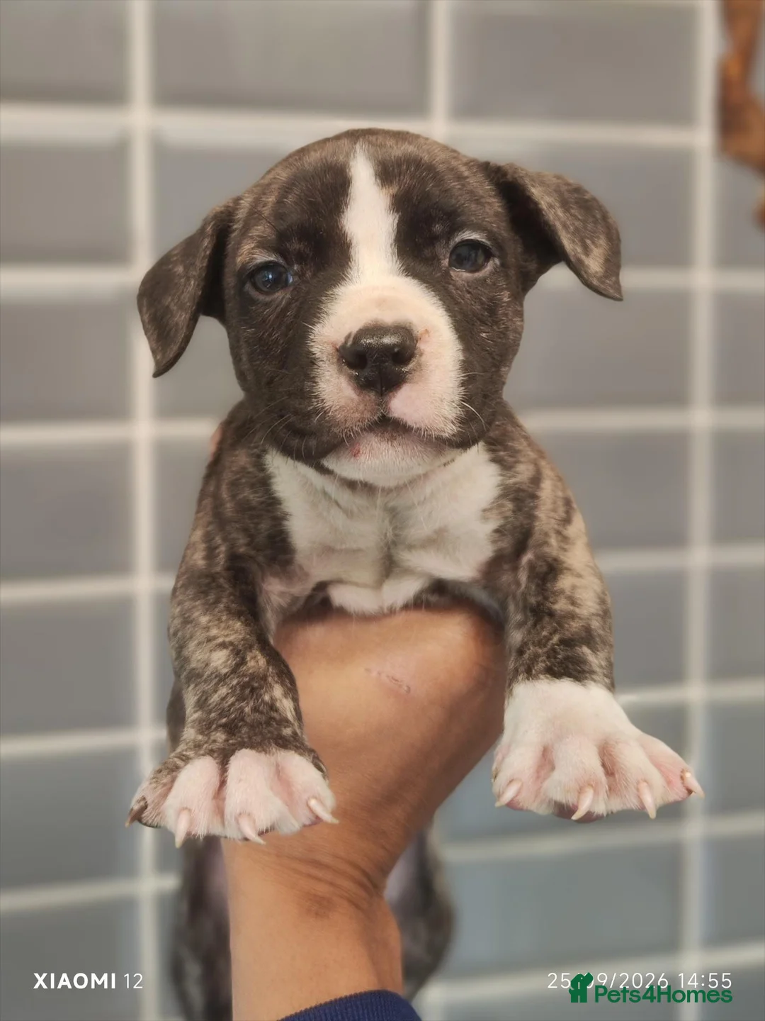 Mixed Breed dogs for sale: 2 X 7 wk old male Staffordshire bt collie mix - Advert 1