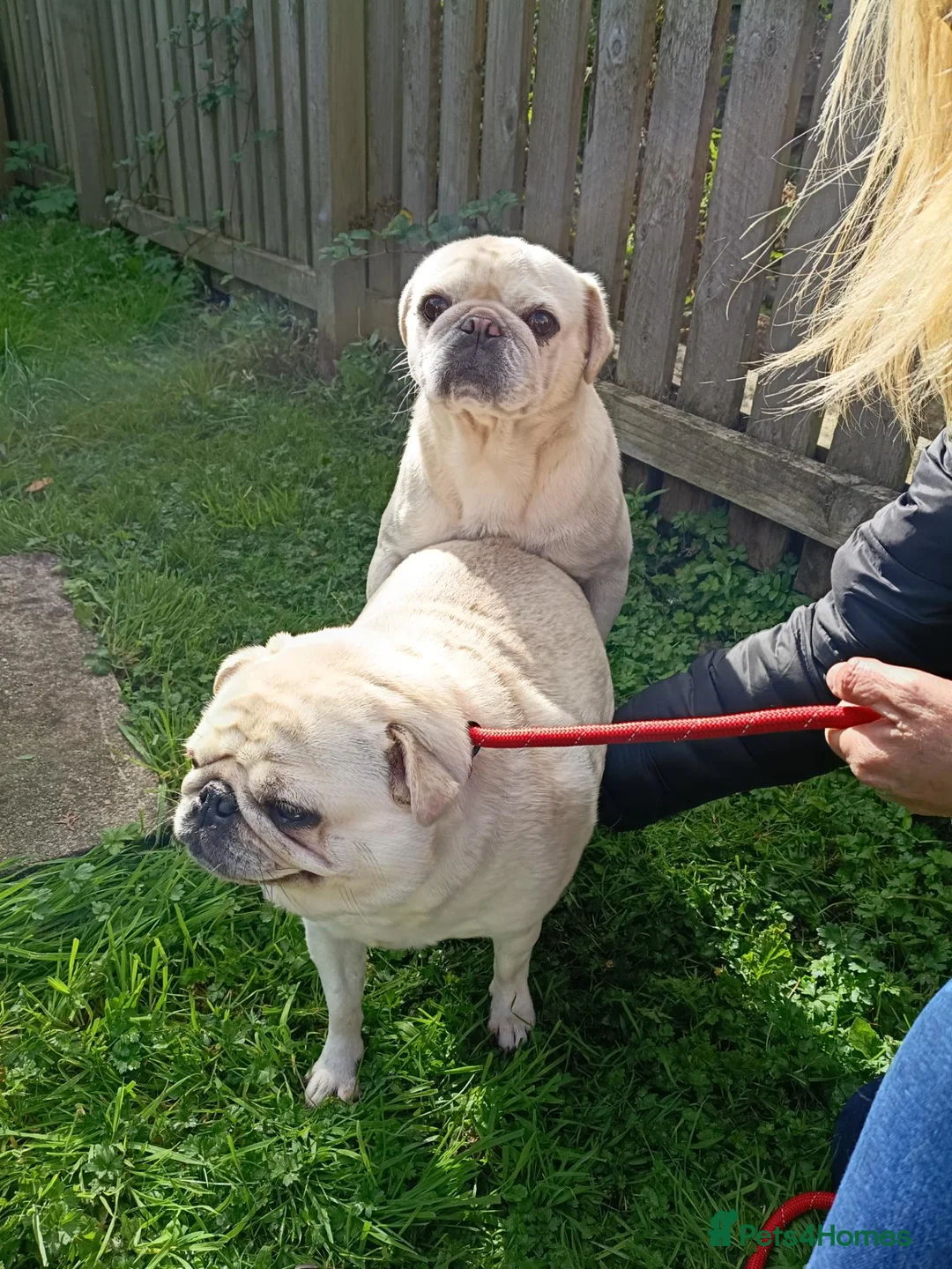 Pug dogs for stud: White stud pug - Advert 2