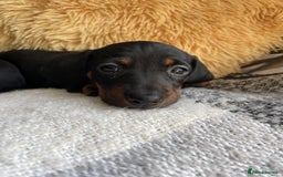 Miniature Dachshund dogs for sale: Miniature Wire Haired Dachshunds - Image 22