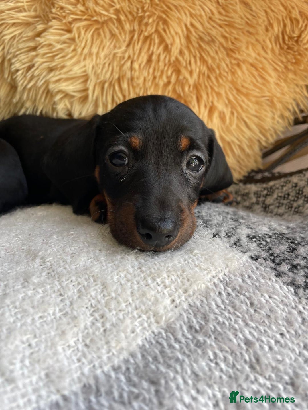 Miniature Dachshund dogs for sale: Miniature Wire Haired Dachshunds - Image 22