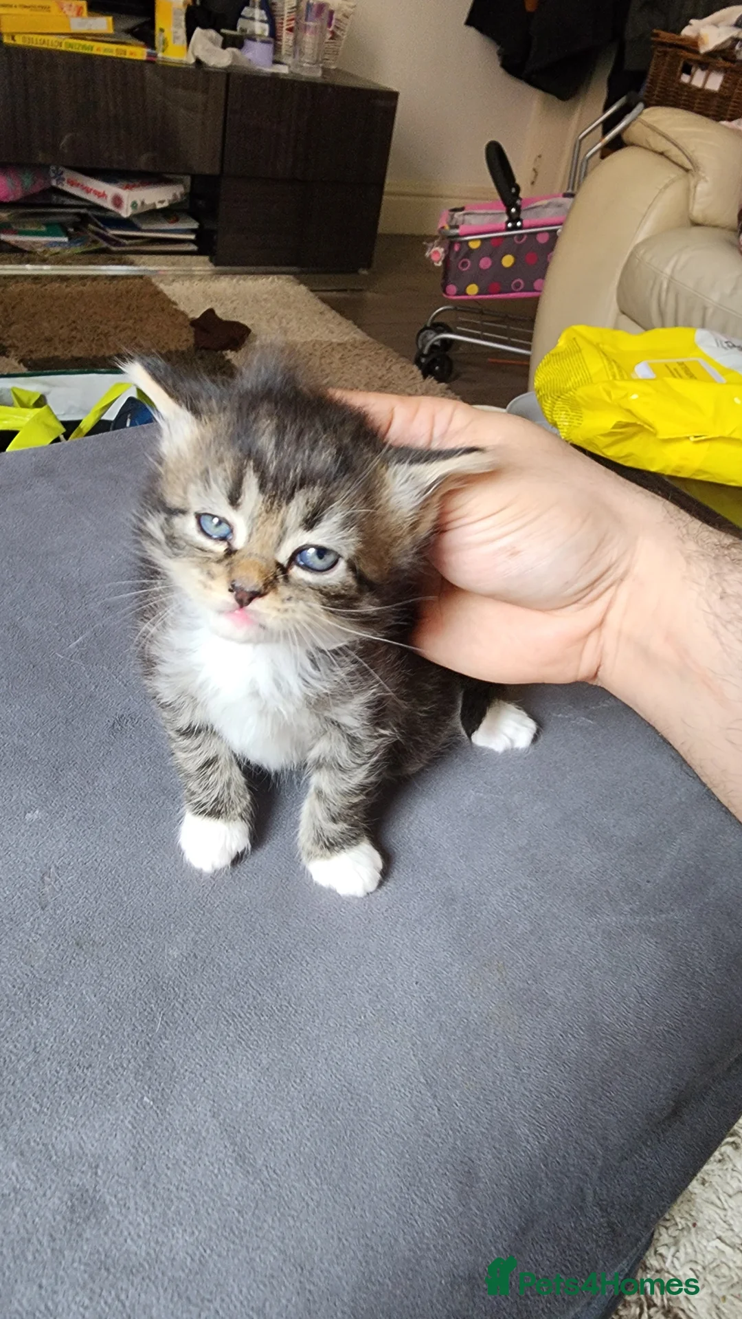 British Longhair cats for sale: Stunning British Kittens - Home Reared & Healthy - Advert 2
