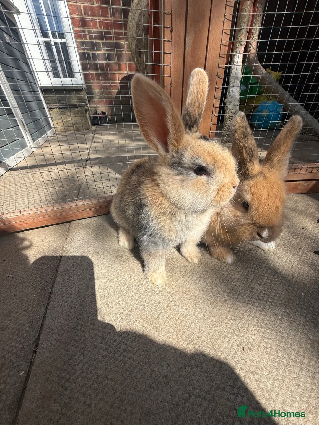 Mini Lion Lop rabbits for sale: 8 adorable bunnies for Sale 🩷💙 - Advert 17