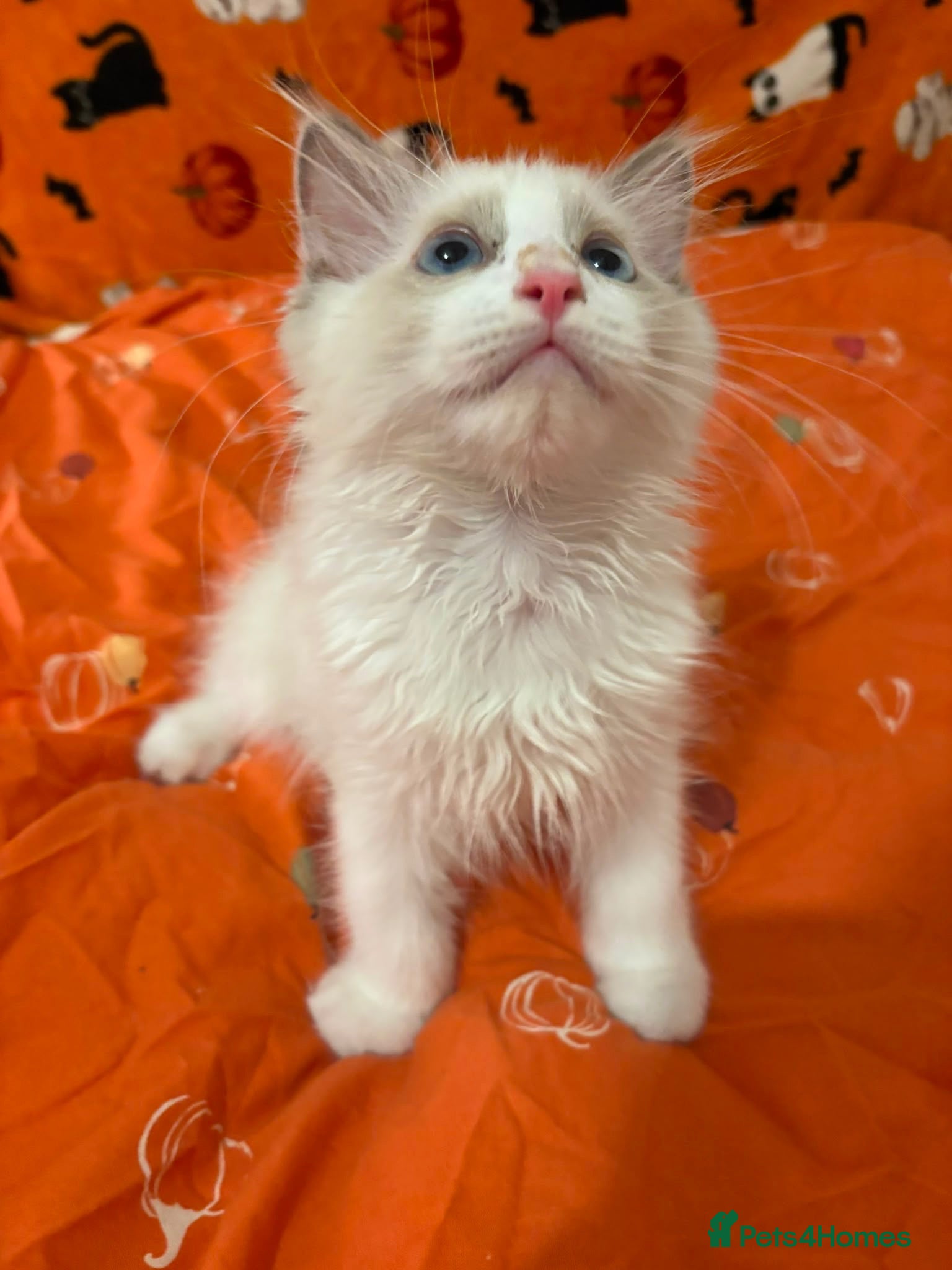 Ragdoll cats Reduced 3 Tica reg kitten ready to leave  - Advert 1