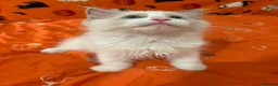 Ragdoll cats for sale: 1 Tica reg kitten left looking for a home  - Advert 8