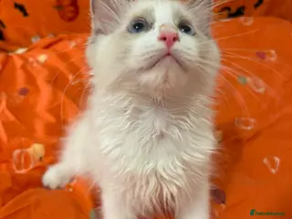 Ragdoll cats Reduced 3 Tica reg kitten ready to leave - Advert 1