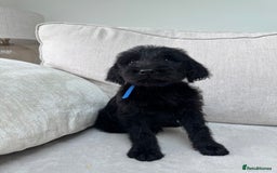 Mixed Breed dogs for sale: 🐾 🧸 *Ready Saturday* Beautiful Doodles 💕🐾 - Image 22