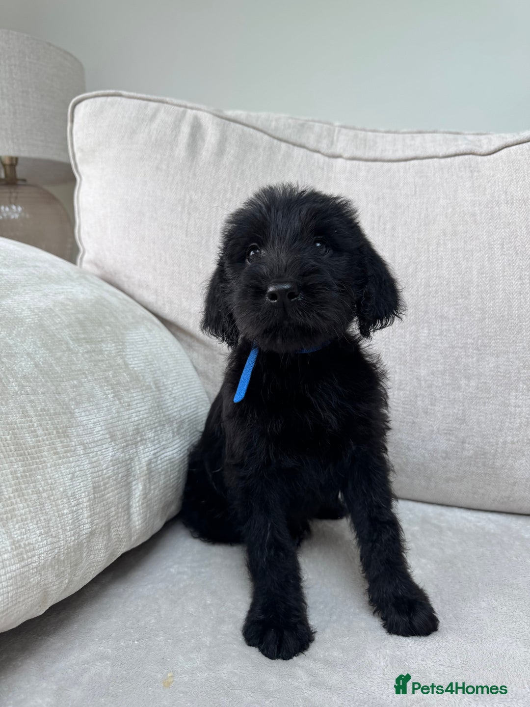 Mixed Breed dogs for sale: 🐾 🧸 *Ready Saturday* Beautiful Doodles 💕🐾 - Image 22