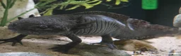 Axolotl reptiles for sale: Male gold speckled axolotl  - Advert 2