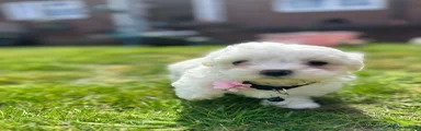 Maltese 3