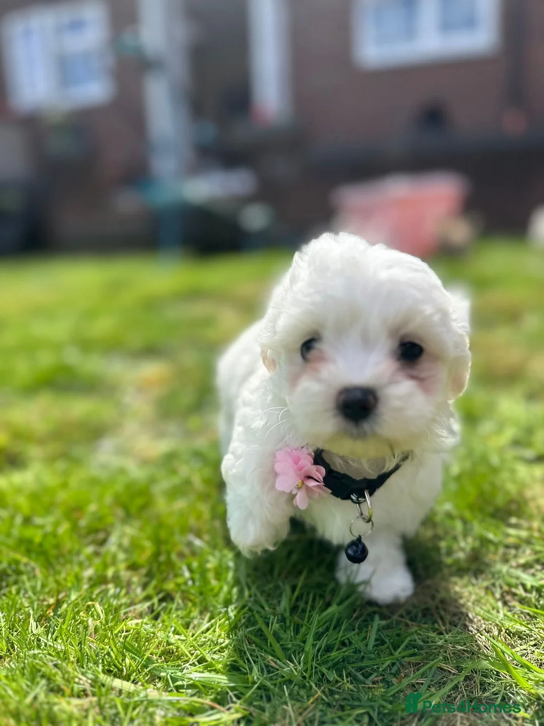 Maltese dogs for sale: Maltese puppies  - Advert 4