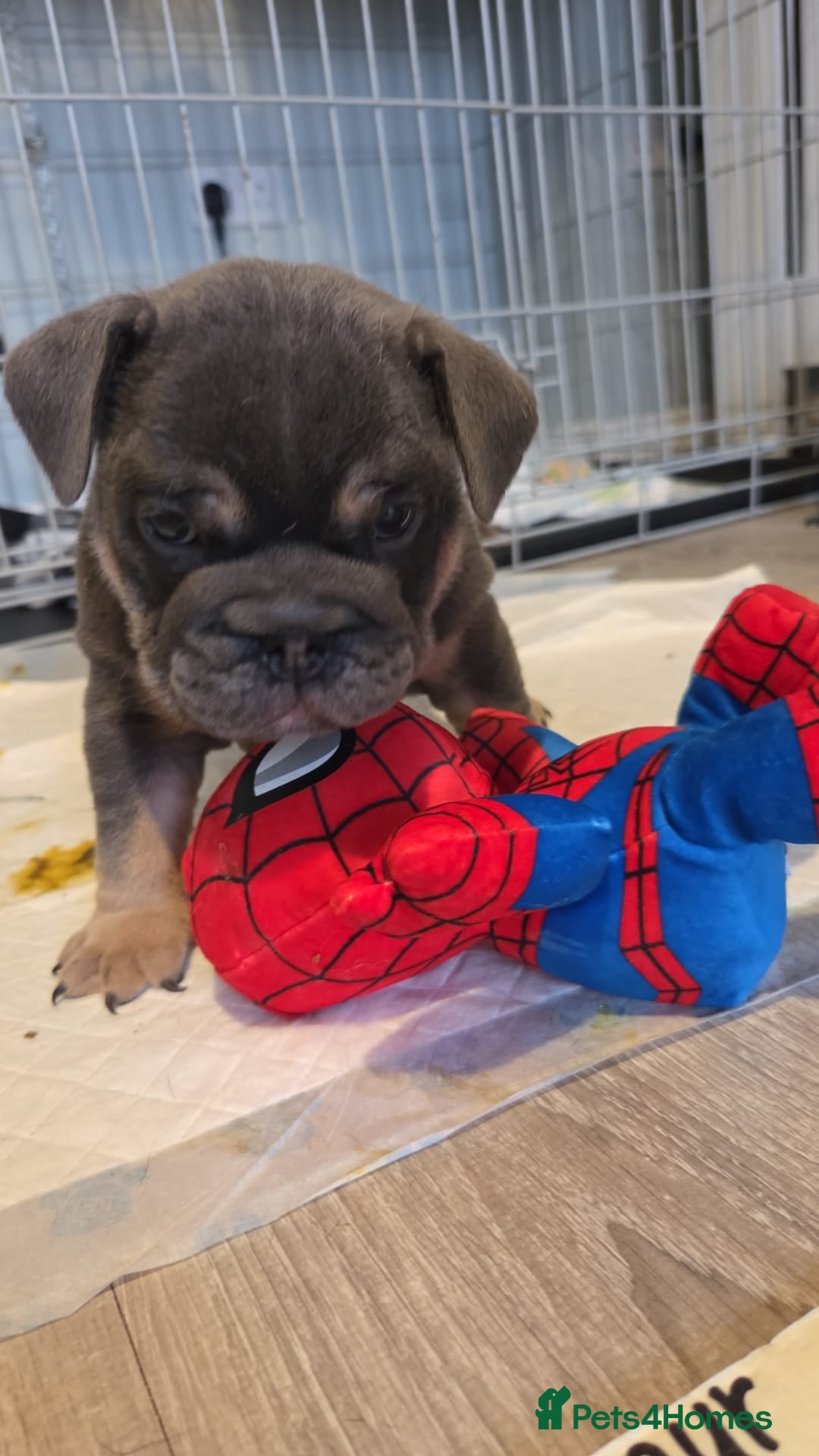 English Bulldog dogs 1 Female KC registered English bulldog - Advert 1