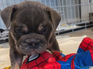 English Bulldog dogs 1 Female KC registered English bulldog - Advert 1