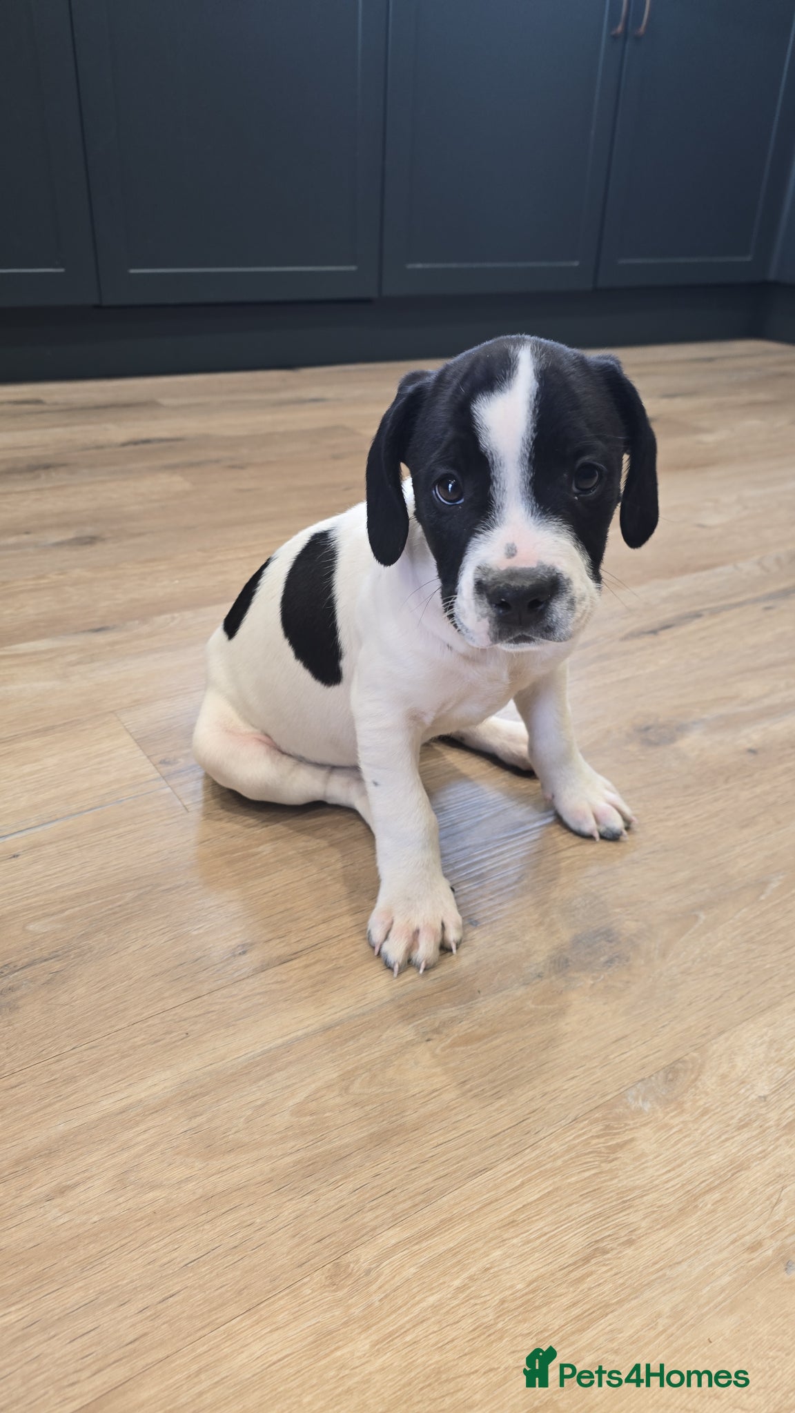 Mixed Breed dogs Oreo - staffy cross - Advert 2