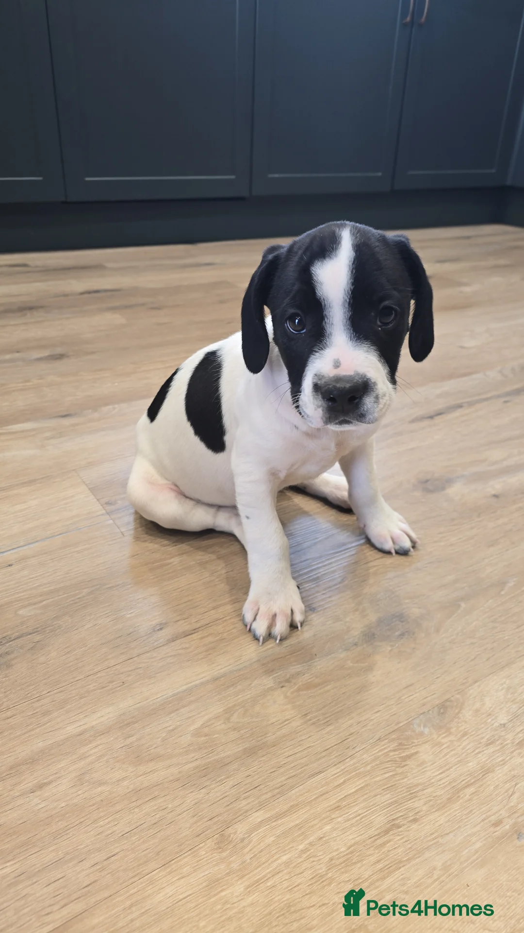 Mixed Breed dogs for sale: Oreo - staffy cross - Advert 1