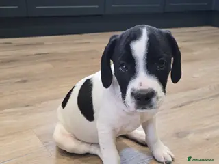 Mixed Breed dogs Oreo - staffy cross - Advert 2