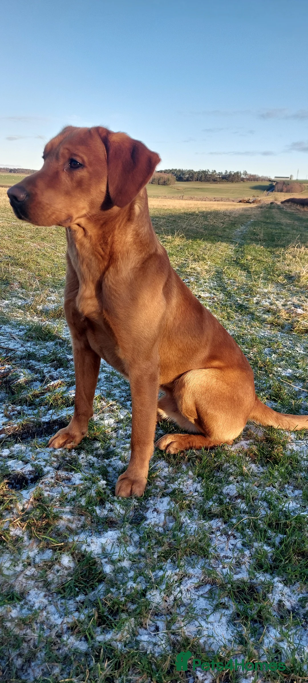 Labrador Retriever dogs for stud: Fox red working stud in Morpeth - Advert 13