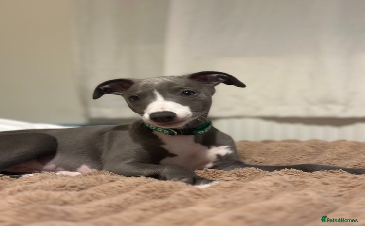 Whippet dogs - Advert 1