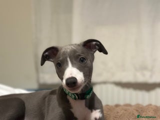 Whippet dogs - Advert 1