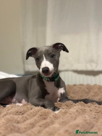 Whippet dogs - Advert 1