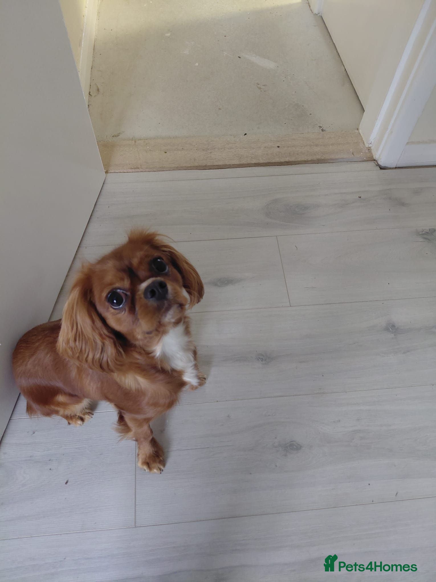 Cavalier King Charles Spaniel dogs Ruby cavalier king Charles spaniel - Advert 1