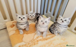 British Shorthair cats for sale: Your Furry Fantasy Awaits! - Image 17