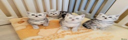 British Shorthair cats for sale: Your Furry Fantasy Awaits! - Advert 16