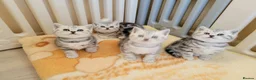 British Shorthair cats for sale: Your Furry Fantasy Awaits! - Advert 16
