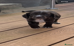 Cocker Spaniel dogs for sale: Adorable working cocker spaniel puppies  - Image 1