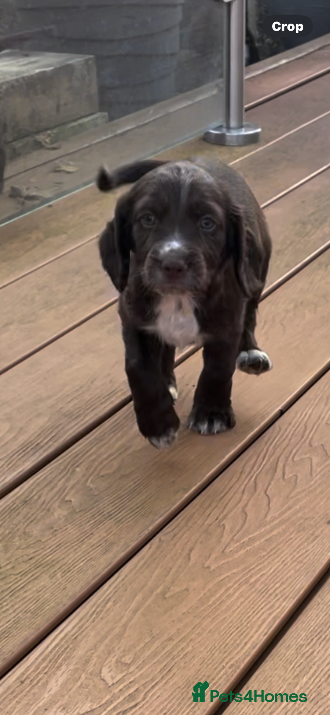 Cocker Spaniel dogs for sale: Adorable working cocker spaniel puppies  - Image 1