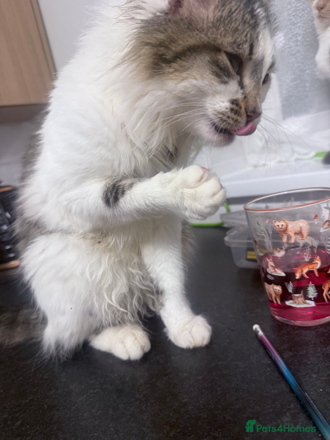 Mixed Breed cats for sale: Beautiful male cat( not neutered) - Advert 3