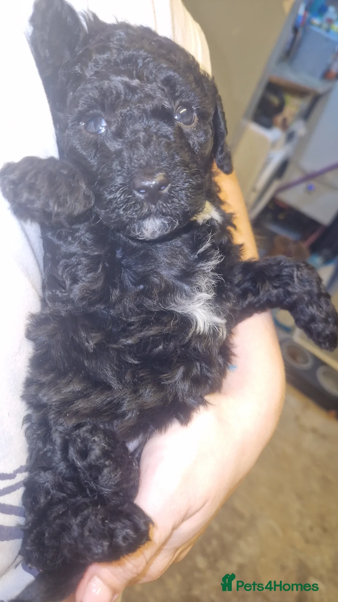 Cockapoo dogs for sale: Toy cockerpoos  - Advert 18