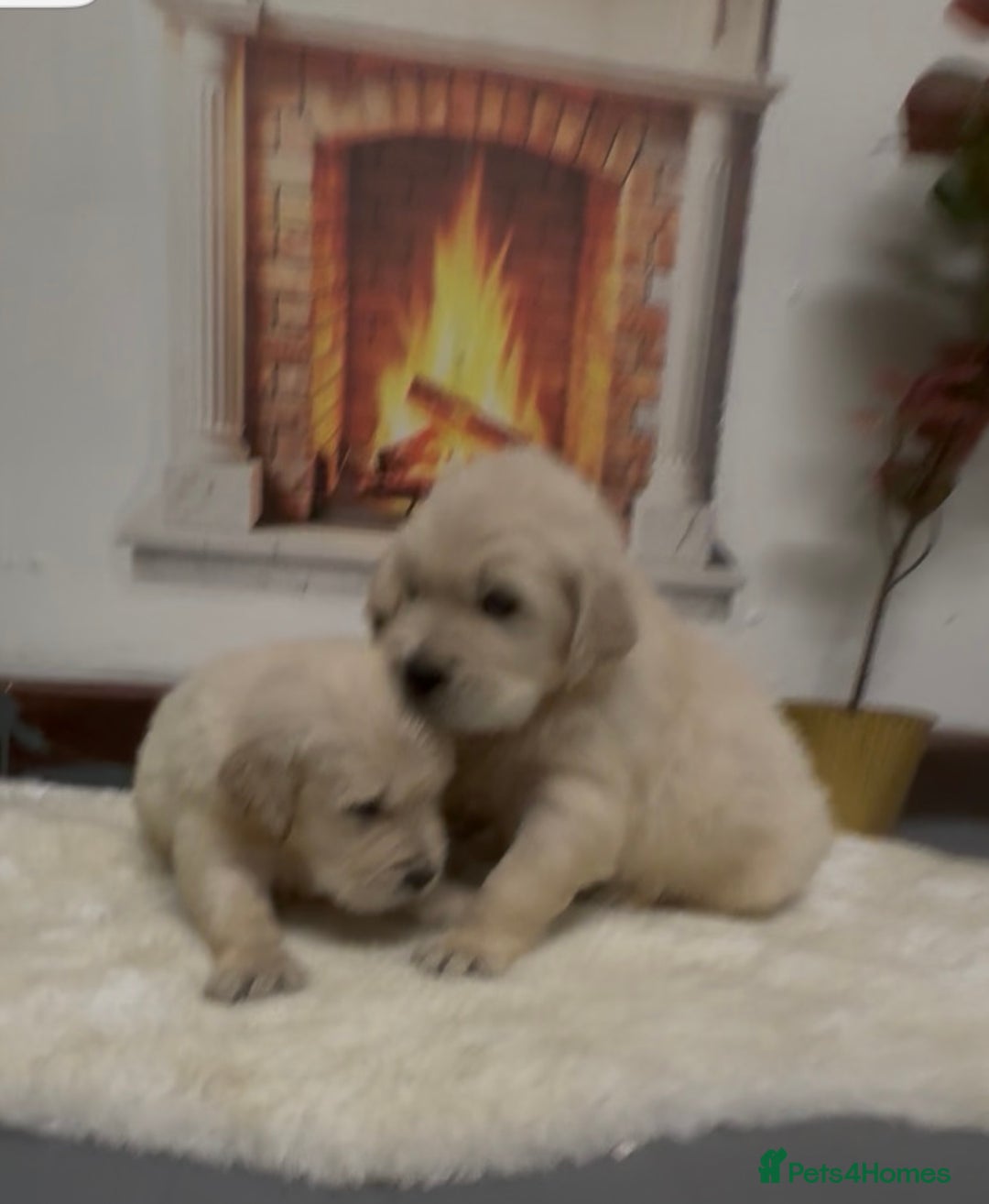 Golden Retriever dogs for sale: Golden Retriever Pups from Health Tested Parents  - Advert 8