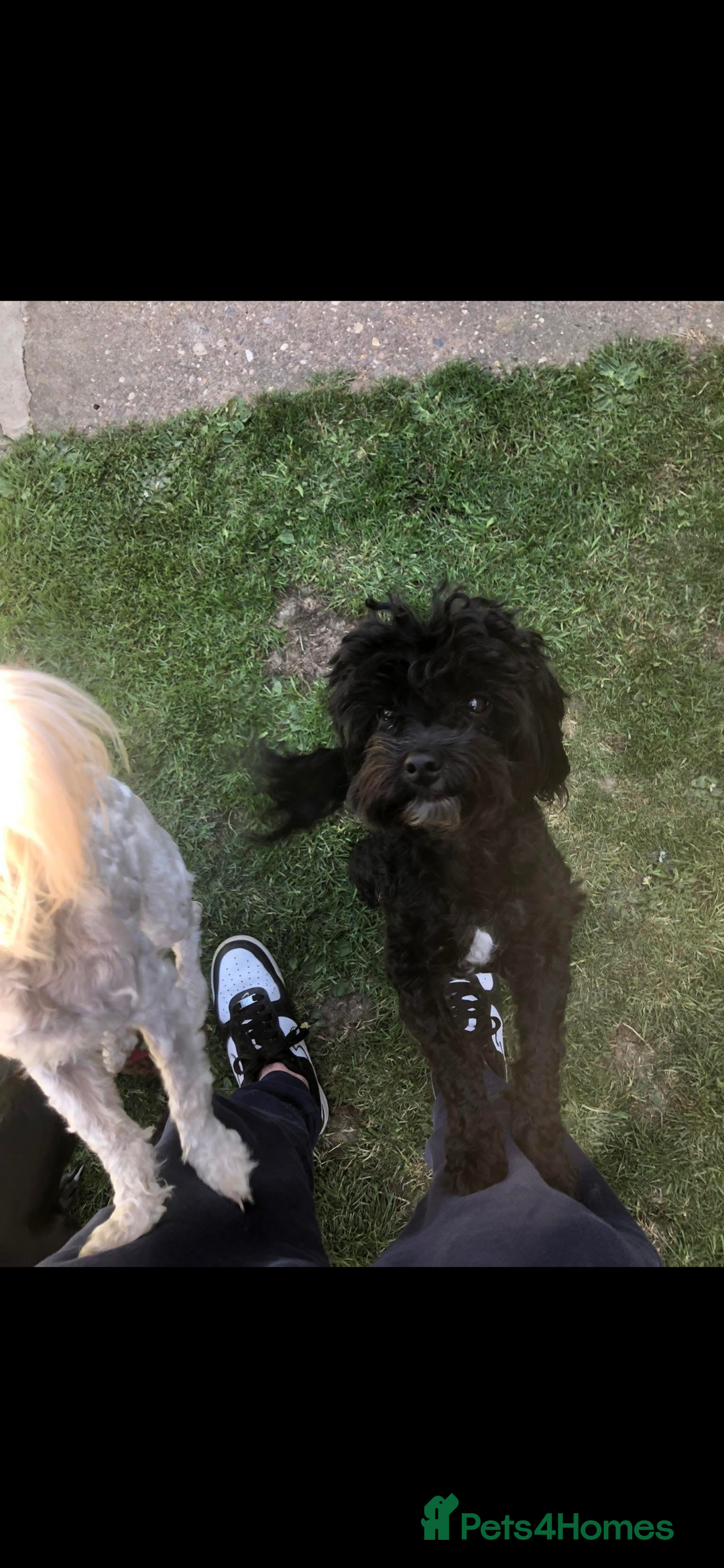 Maltipoo dogs for stud: Male Maltipoo STUD  - Advert 1