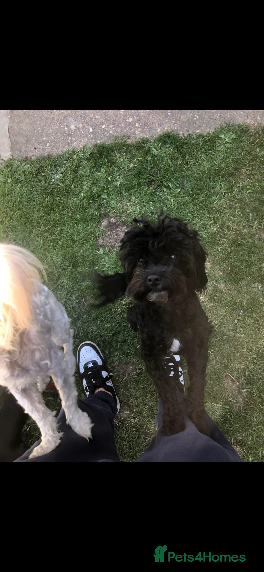 Maltipoo dogs for stud: Male Maltipoo STUD  - Advert 1