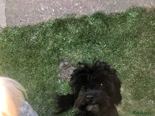 Maltipoo dogs Male Maltipoo STUD - Advert 3