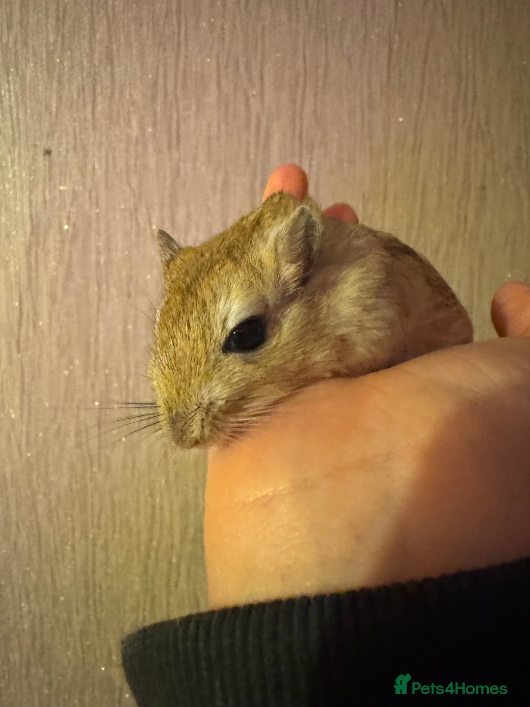 Gerbil rodents for sale: Shaw Jird’s for sale  - Image 2