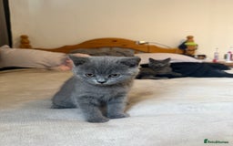 British Shorthair cats for sale: British shorthair  - Image 2