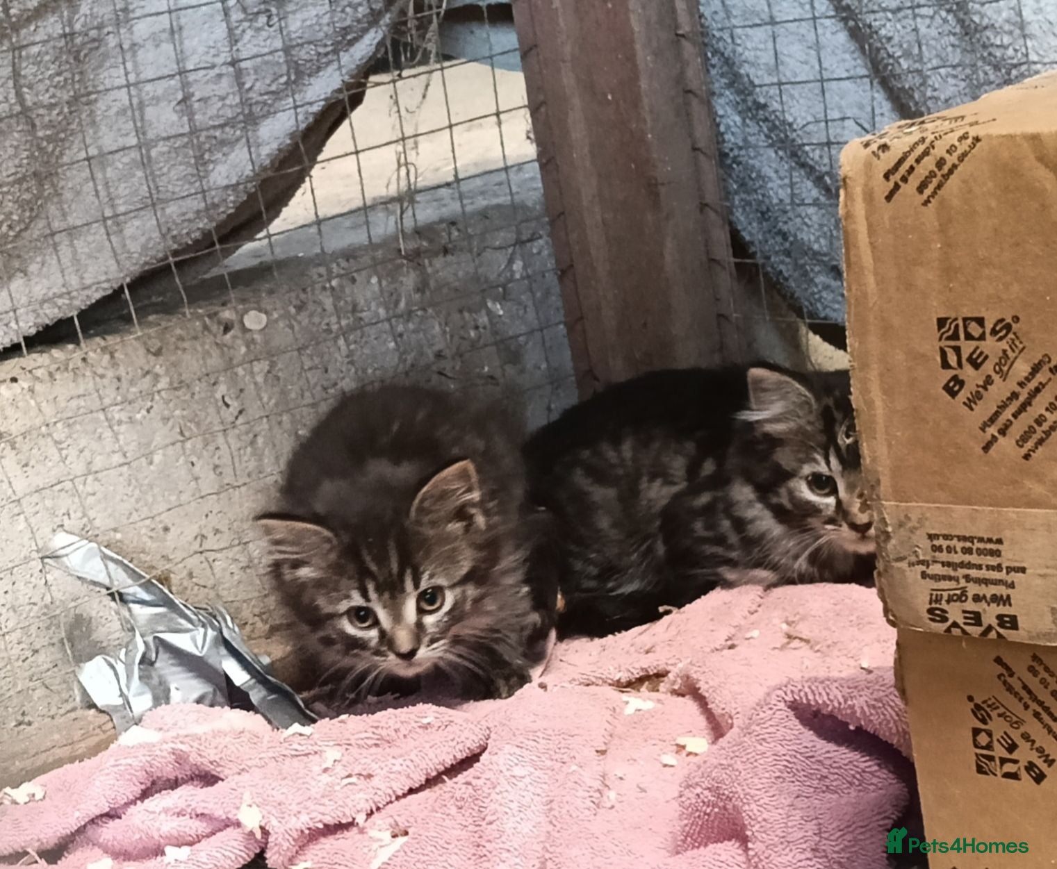 Mixed Breed cats Kittens - Advert 4