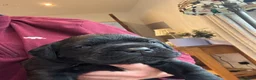 Cane Corso dogs for sale: Cane corso  - Advert 10