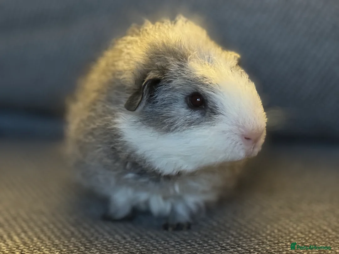 Guinea Pig rodents for sale: Gorgeous little boy piggie - Advert 3