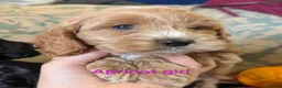 Cockapoo dogs for sale: Licensed breeder, health tested F1 cockapoos - Advert 8