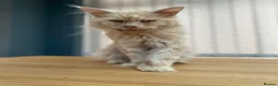 Maine Coon cats for sale: 💙 TICA ®️ Proven -  Red Smoke/ White Maine Coon  - Advert 10
