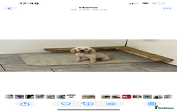 Cockapoo dogs for sale: cockapoo puppies for sale  - Image 10